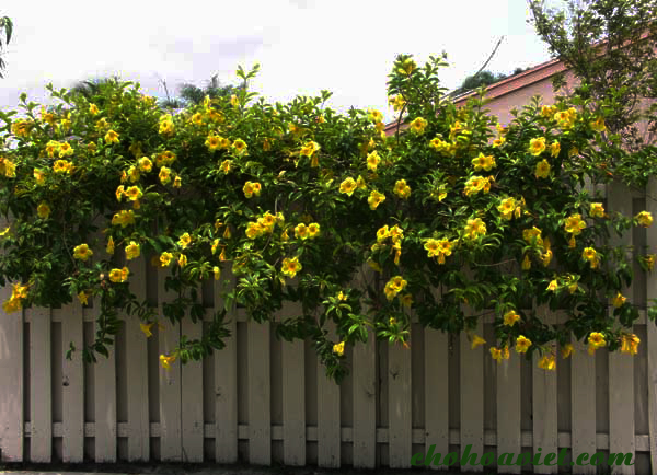 Mua cây huỳnh anh trồng hàng rào ở đâu?