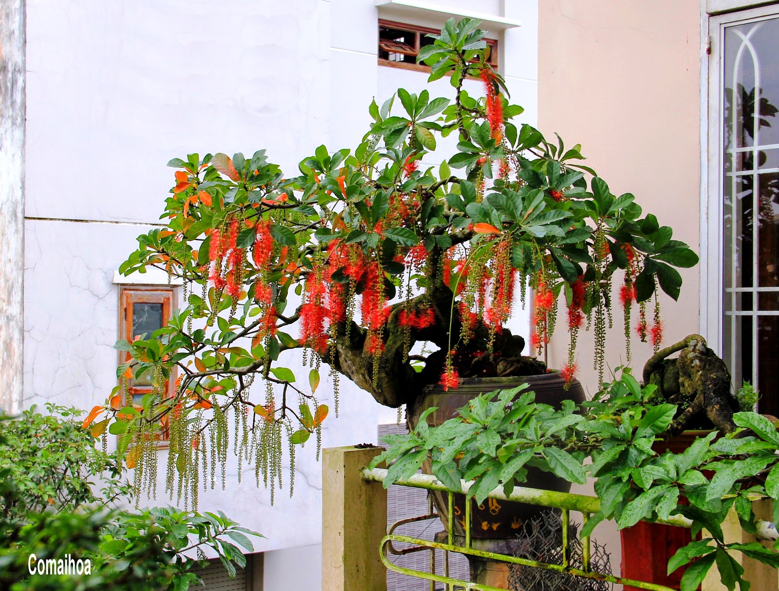 Mua cây lộc vừng đẹp ở đâu?