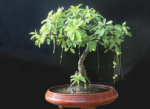 Mua cây lộc vừng đẹp ở đâu?