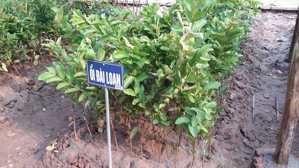 cây ổi đài loan 1