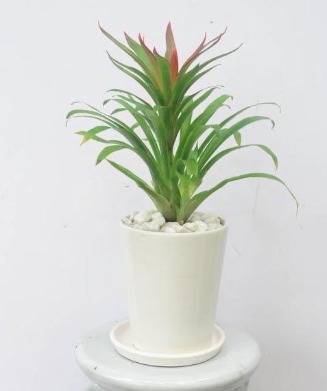 Cách chăm sóc cây phong lộc hoa4