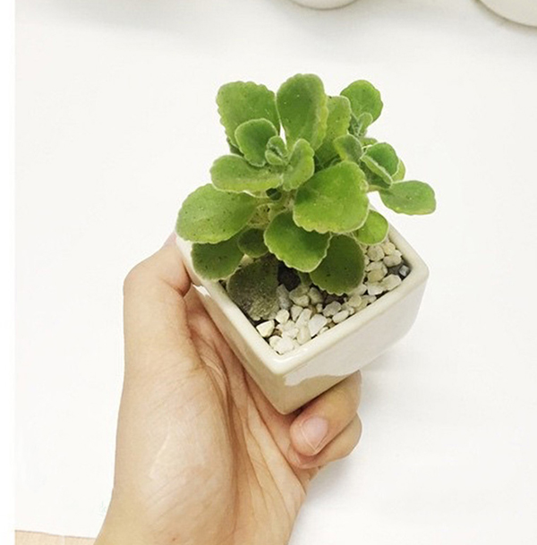 Tuổi con lợn, tuổi hợi hợp với cây gì nhất mạt hương 3