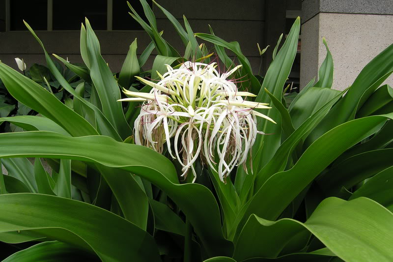 Tác dụng chữa bệnh của cây đại tướng quân