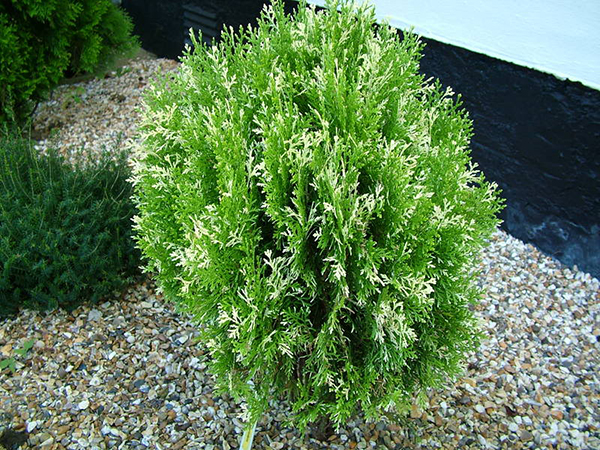 Cách chăm sóc cây trác bách điệp3