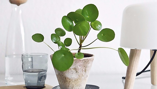 Tuổi con rắn, tuổi Tỵ hợp với cây gì cỏ đồng tiền2