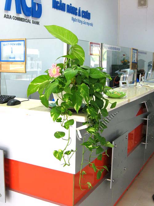 Tuổi con rồng, tuổi thìn hợp với cây gì vạn niên thanh 2