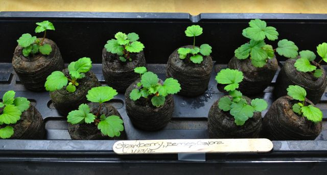 Viên nén xơ dừa ươm hạt3