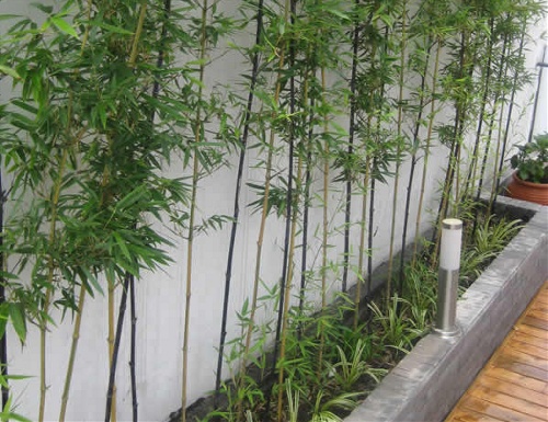 Ý nghĩa cây trúc quân tử trong phong thủy