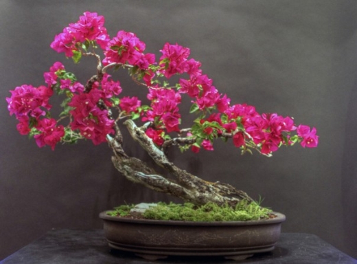 Ý nghĩa và cách chăm sóc hoa giấy sao cho ra hoa nhiều đẹp