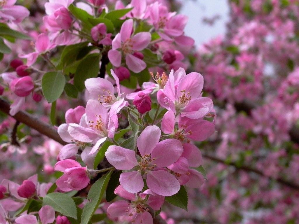 Ý nghĩa và sắc đẹp về loại hoa anh đào