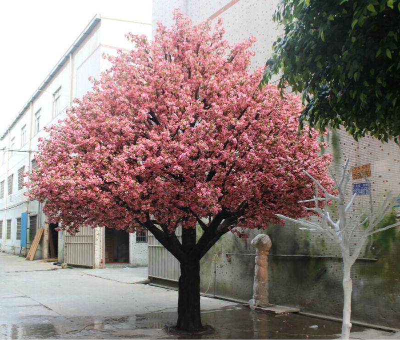 Ý nghĩa và sắc đẹp về loại hoa anh đào