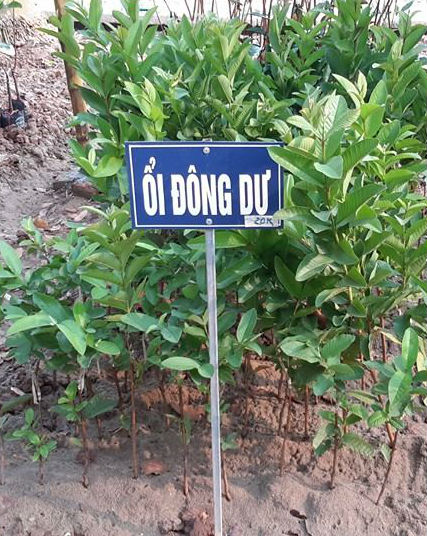 cây ổi đông dư ổi 4 mùa