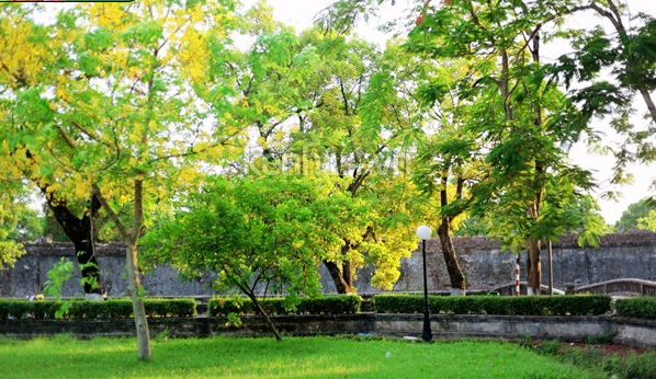 Muồng hoàng yến 1