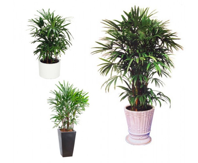 cây trúc mây để bàn1