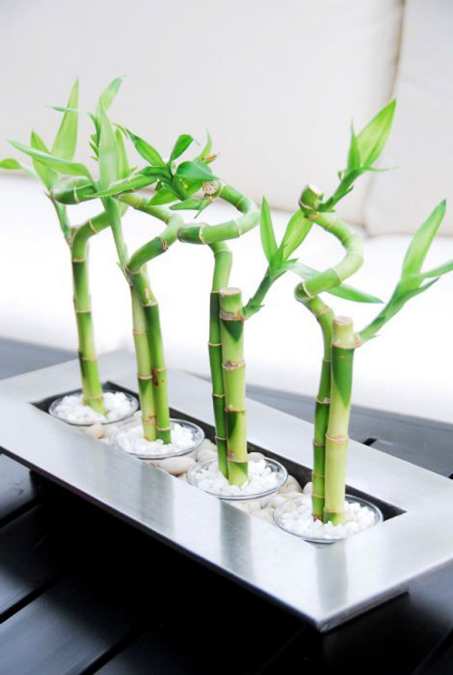 Cây phát lộc để bàn1