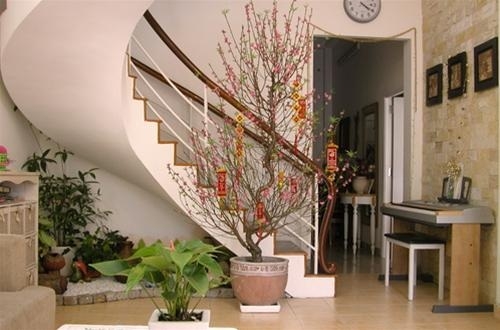 Cây đào tết1