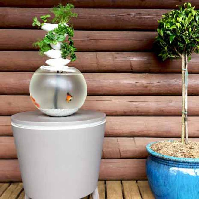 chậu cây cảnh kết hợp bể cá3