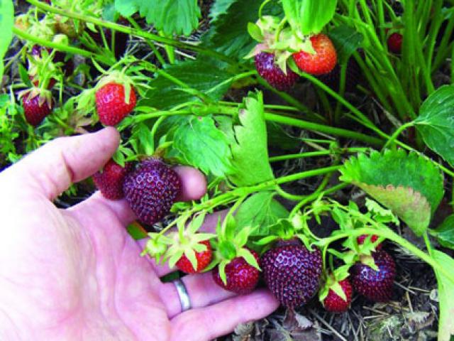 dâu tây siêu ngọt3