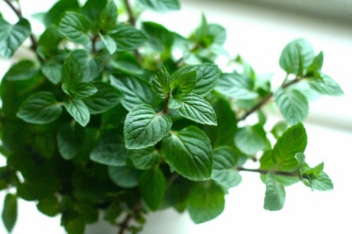 Cây chocolate mint4