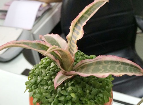 Cây lê phụng cơ 1