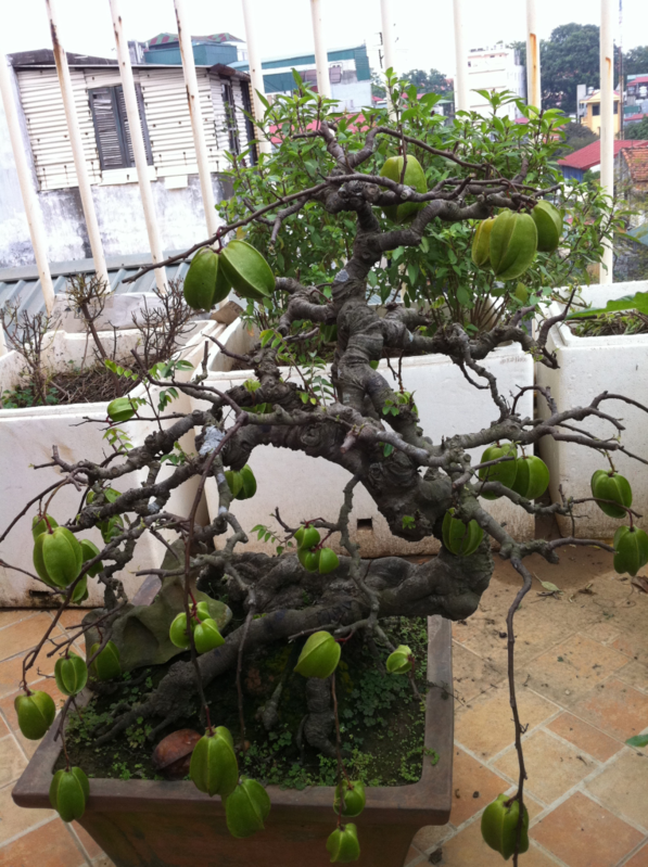  tác dụng của cây khế1