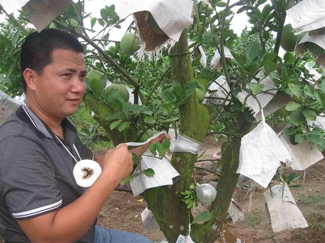 cách chiết bưởi để trồng trong chậu cảnh1