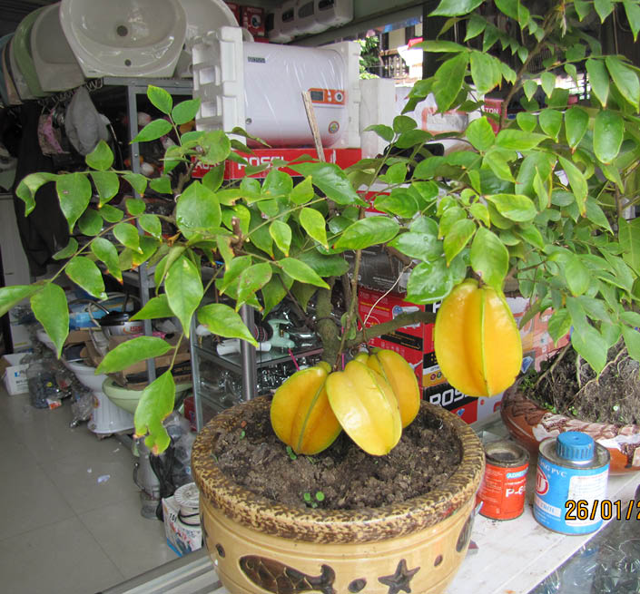  tác dụng của cây khế2