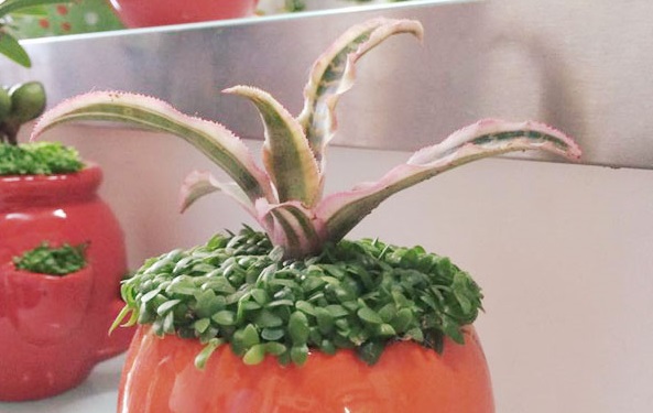 Cây lê phụng cơ 2