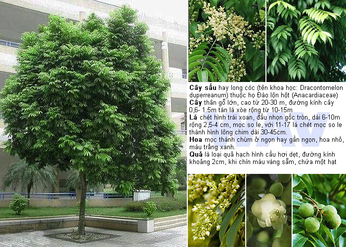 cây sấu Hà Nội