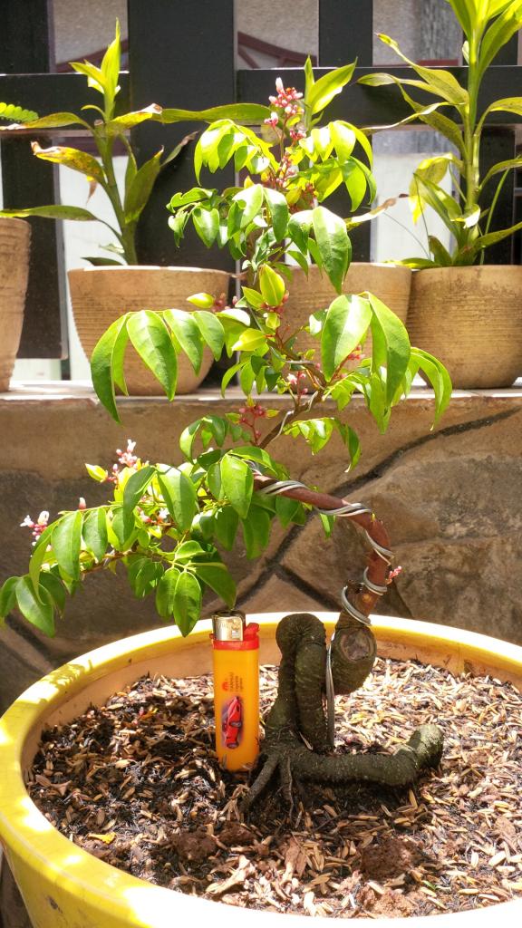  tác dụng của cây khế4