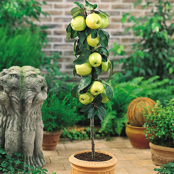 cây ăn quả mini đẹp5