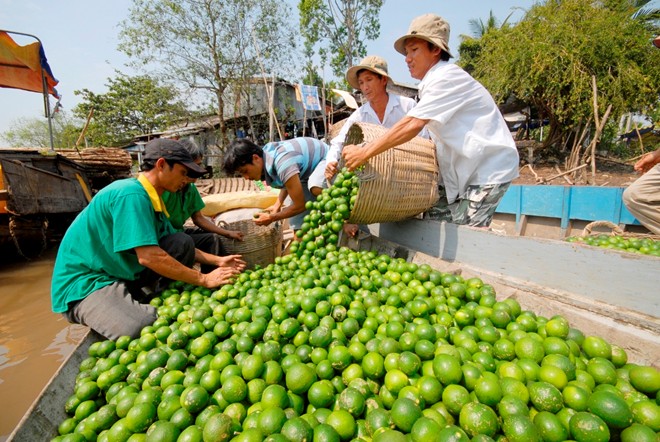 Cây chanh bông tím2