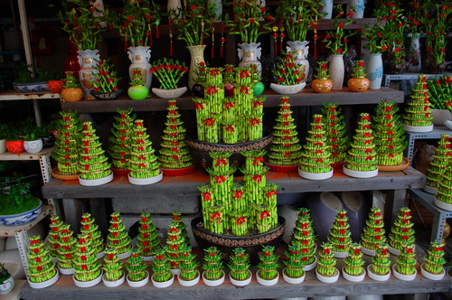 Cây phát lộc để bàn2