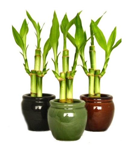 Cây phát lộc để bàn3