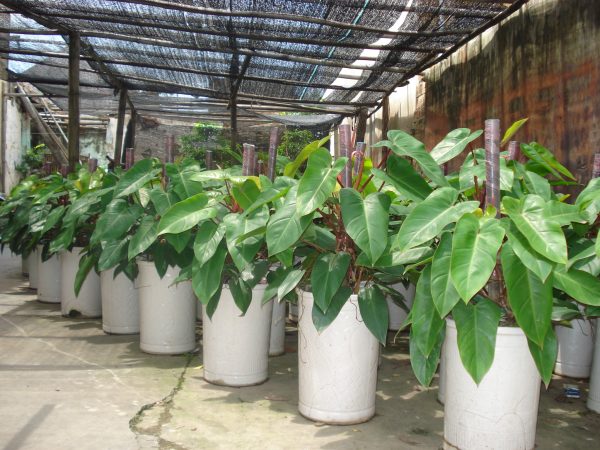 Cây saphia / hồng diệp môn