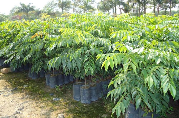 cây sấu Hà Nội2