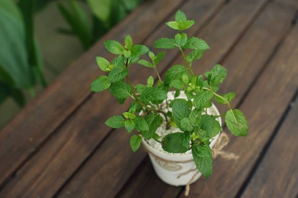 Cây chocolate mint2