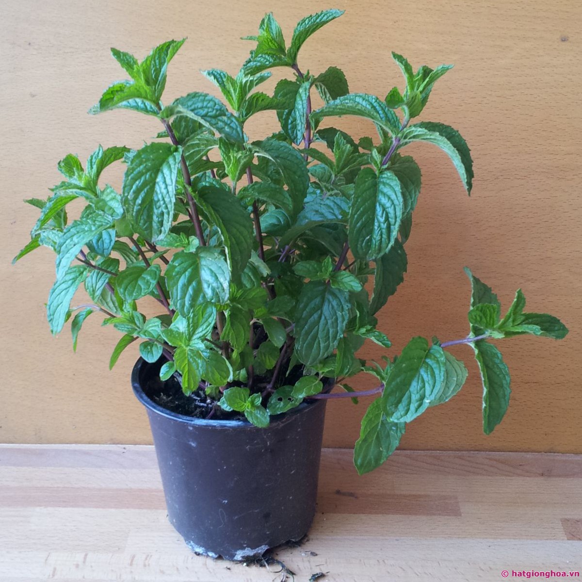 Cây chocolate mint1