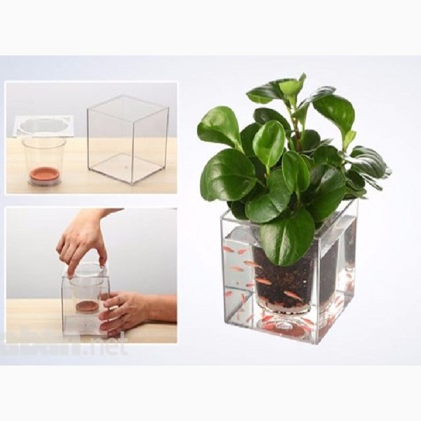 chậu cây cảnh kết hợp bể cá4