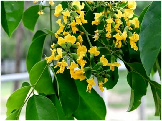 giống cây giáng hương