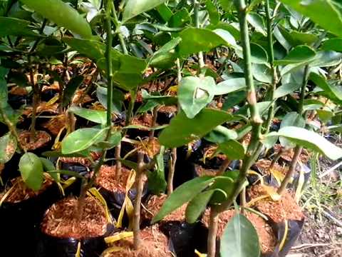 Cây chanh bông tím5