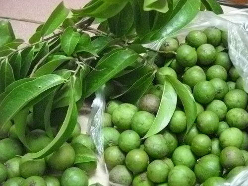 cây sấu Hà Nội4