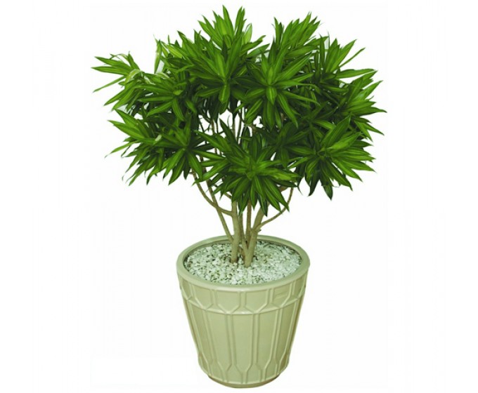 cây trúc mây để bàn3