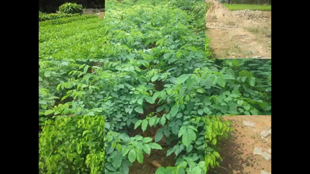 Cây giáng hương 3