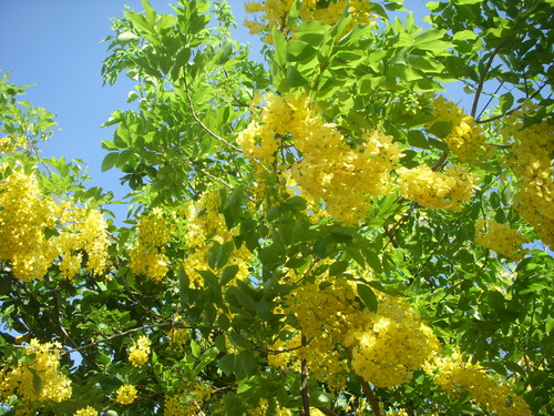 Muồng hoàng yến3