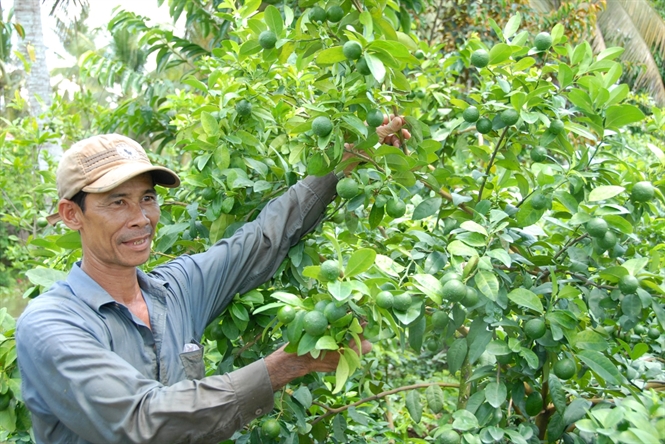 Cây chanh bông tím6