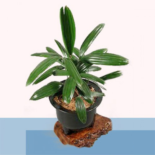 cây trúc mây để bàn4