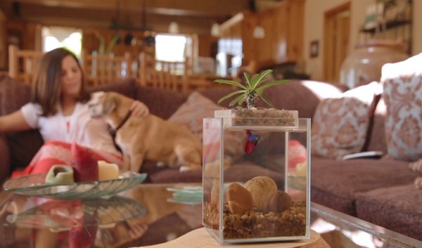 chậu cây cảnh kết hợp bể cá6