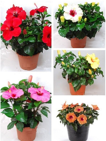 Hoa dâm bụt lùn1