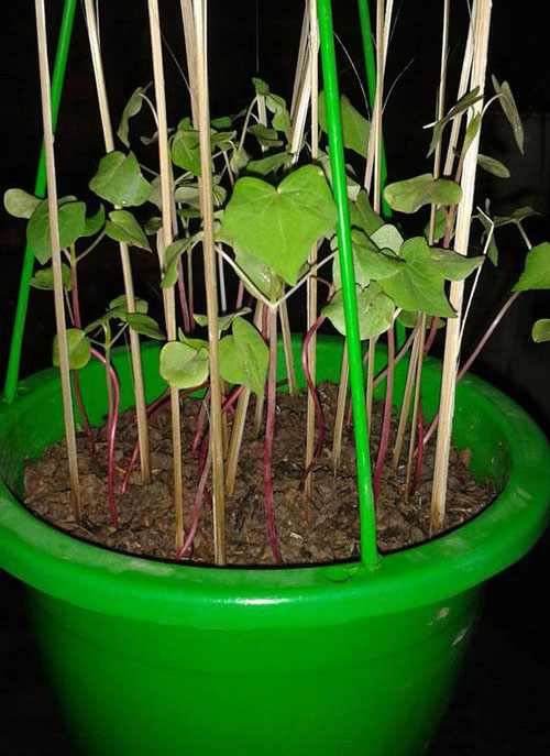 Hat giống hoa tam giác mạch1